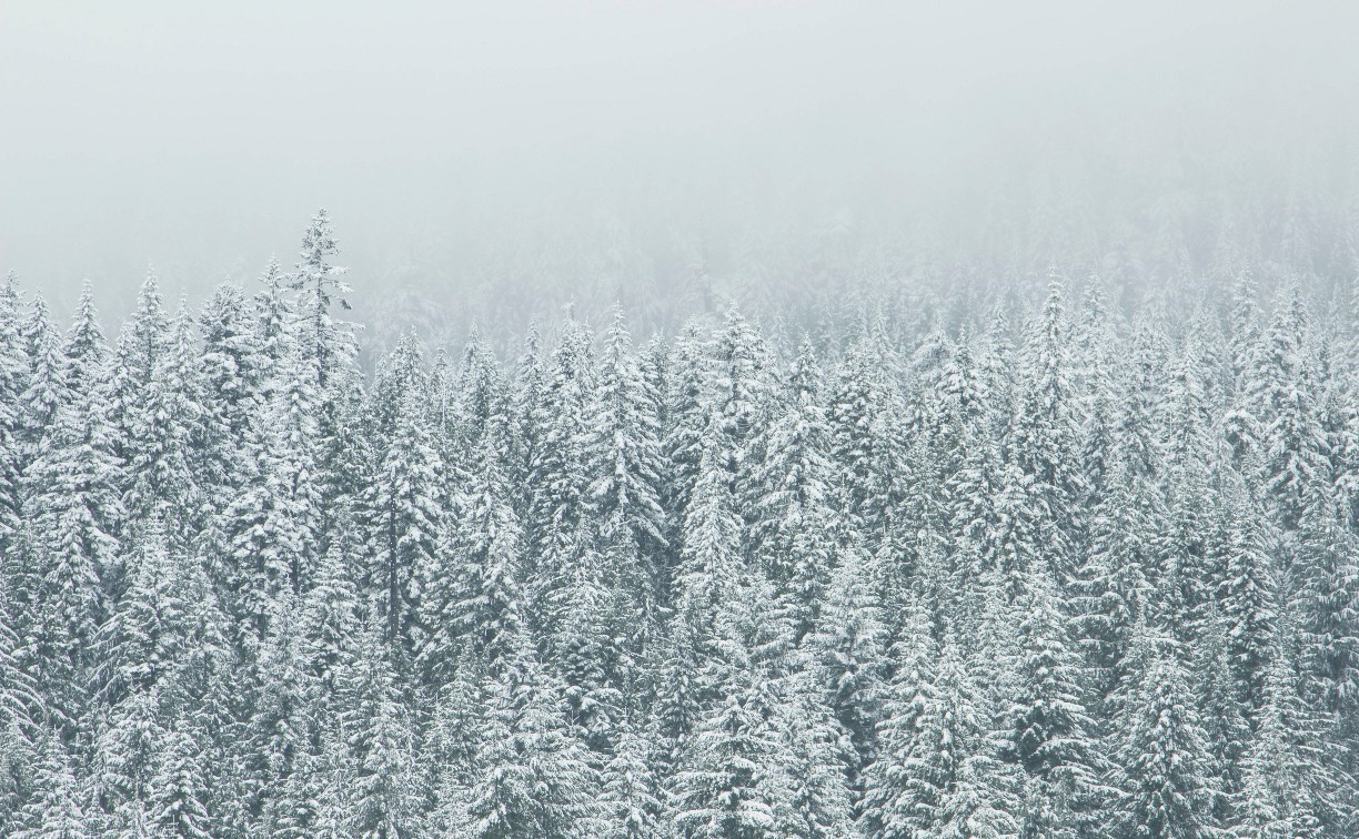 Снежно и ветрено, местами метель: погода в Сахалинской области 12 января