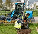 В Южно-Сахалинске улицу Горького украсит серебристая ива - всего же в городе высадят 400 деревьев 