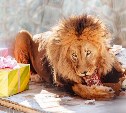 Курицу, говядину, свинку, ослика и мяч подарили африканскому льву в Южно-Сахалинске