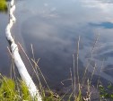 Пятна мазута в заливе на севере Сахалина привлекли внимание природоохранной прокуратуры