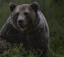 На Сахалине отстрелили медведя, который напугал жителей Яблочного