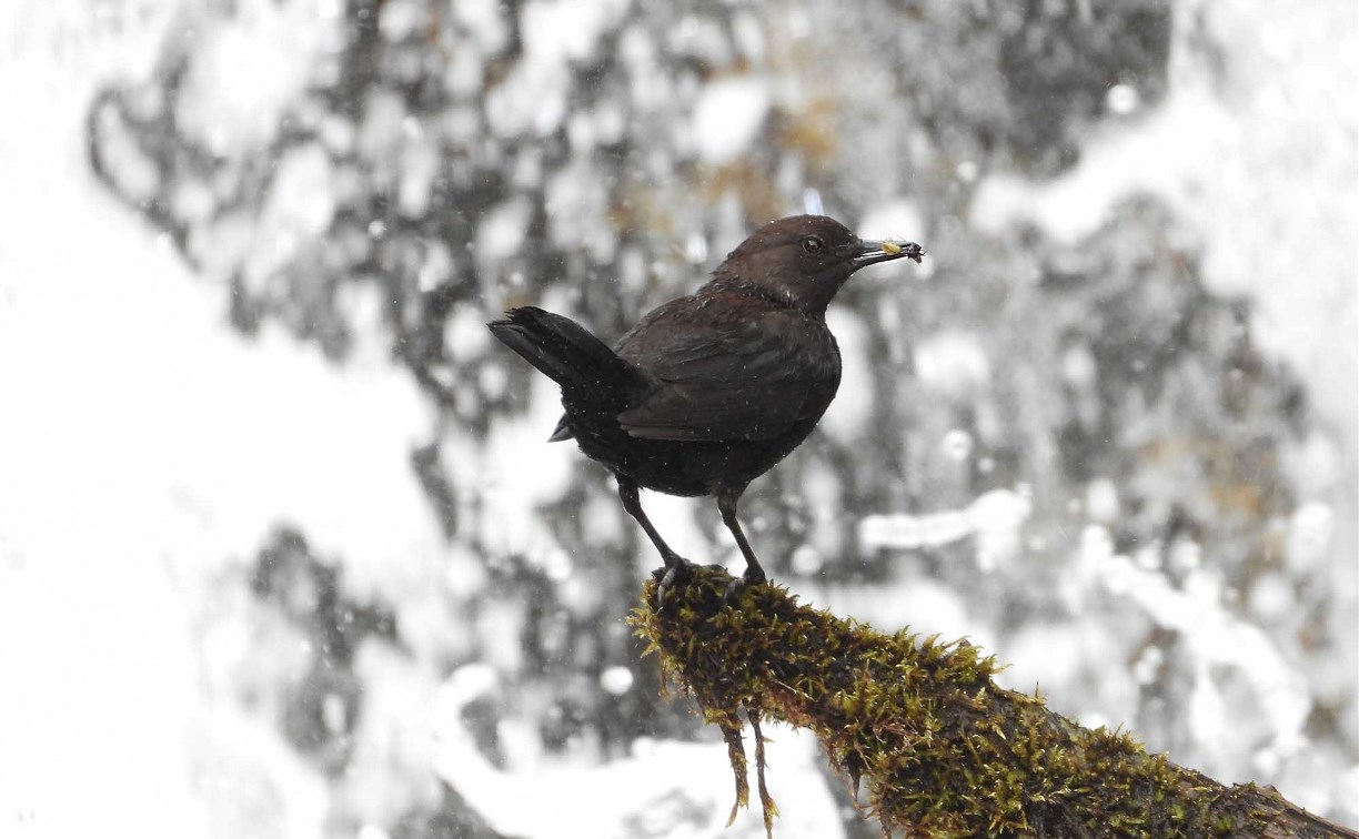 Птица, которая "ходит" под водой: кого можно встретить на реках Сахалина и Курил