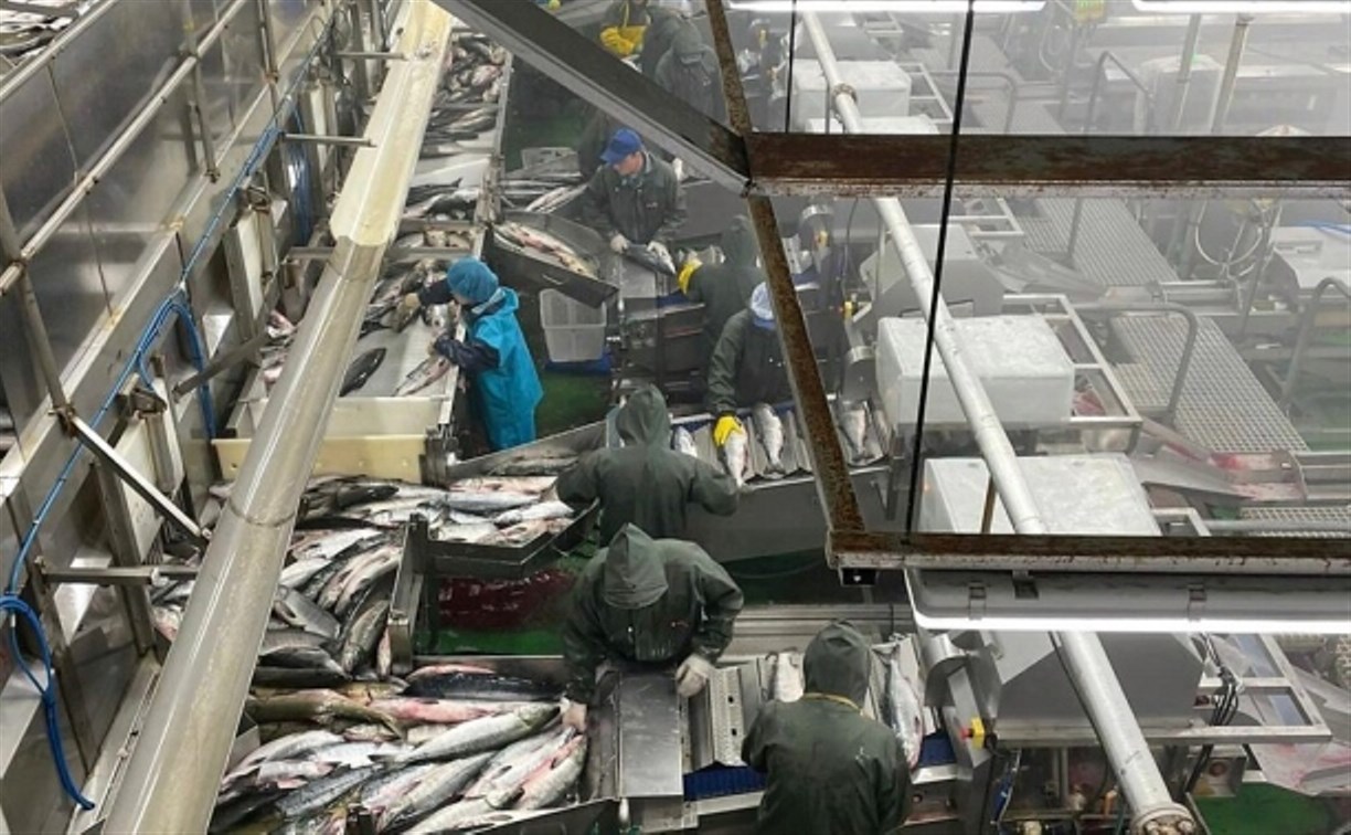 "Не можем поставить повсюду заводы": Росрыболовство против хаотичного лососеводства на Сахалине