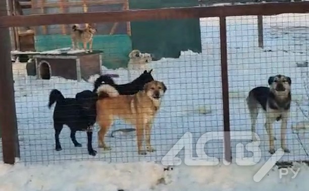 "Собак забирают по одной": люди массово бросились на помощь горящему приюту для животных в Южно-Сахалинске