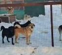 "Собак забирают по одной": люди массово бросились на помощь горящему приюту для животных в Южно-Сахалинске