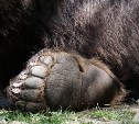 Заявки на весеннюю добычу бурого медведя примет сахалинский Минлесхоз