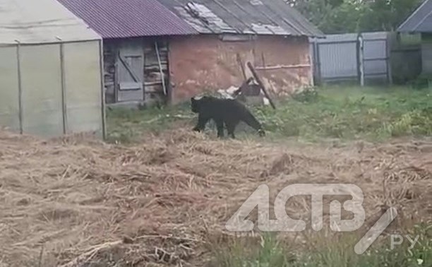 Медведь съел смородину на приусадебном участке сахалинки