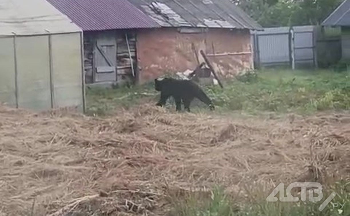 Медведь съел смородину на приусадебном участке сахалинки