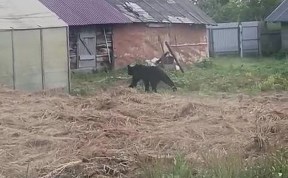 Происшествия
