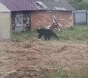 Медведь съел смородину на приусадебном участке сахалинки