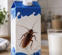 Люди начнут доить тараканов ради белка