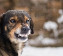 Две бригады ловят агрессивных собак в Холмском районе