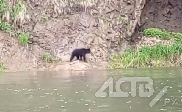 Сахалинские рыбаки отбивались от назойливого медведя шумовыми гранатами