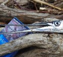 Сахалинец поймал редкую рыбу-стрелу с клювом, как у птеродактиля
