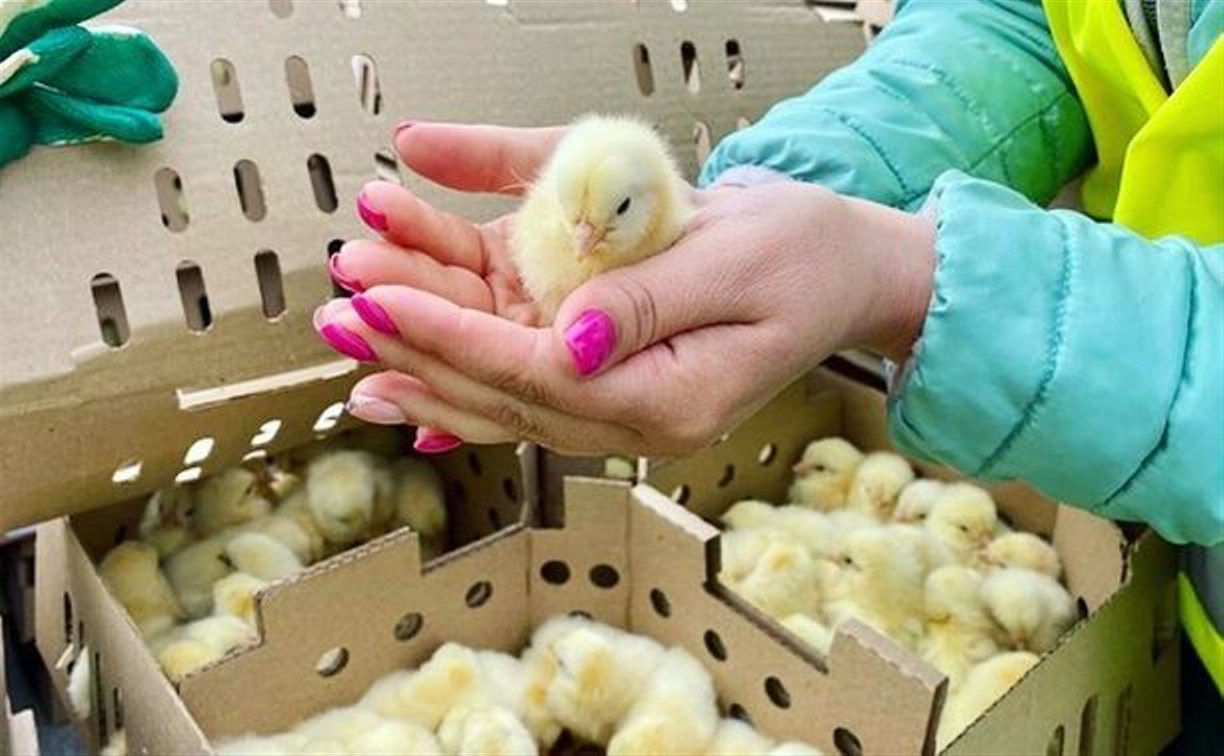 На Сахалин из Екатеринбурга прилетели 90 тысяч цыплят 