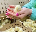 На Сахалин из Екатеринбурга прилетели 90 тысяч цыплят 