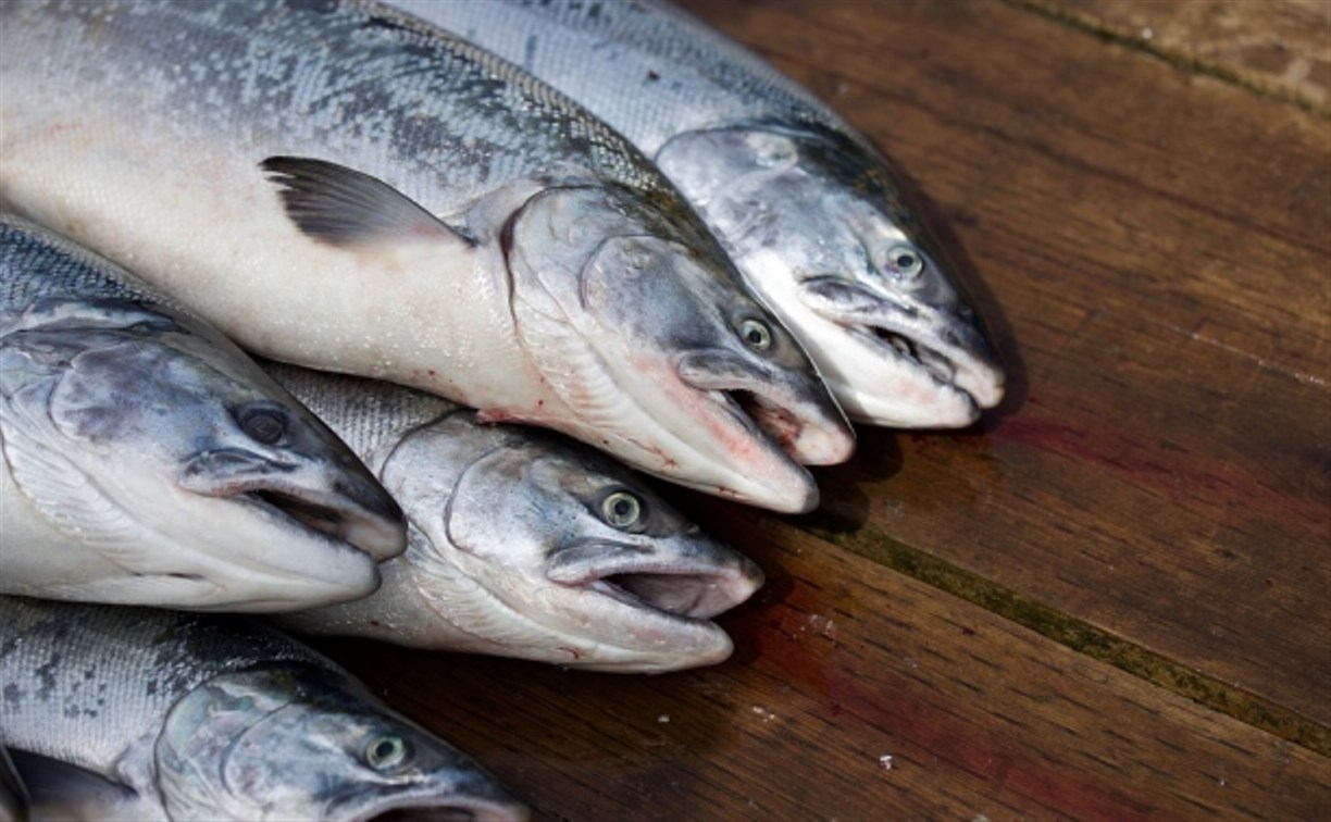 Сахалинцы против перераспределения квот на рыбу в пользу судостроителей