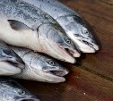 Сахалинцы против перераспределения квот на рыбу в пользу судостроителей
