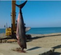 Вместо горбуши рыбаки вытащили из воды "акулу" на Сахалине (ФОТО)