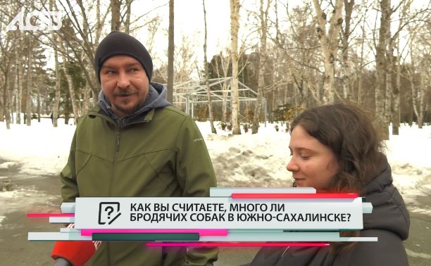 Сахалинцы поделились мнением, много ли бродячих собак в областной столице