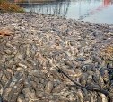 Мертвый лосось тоннами устилает берег реки в Поречье перед РУЗом