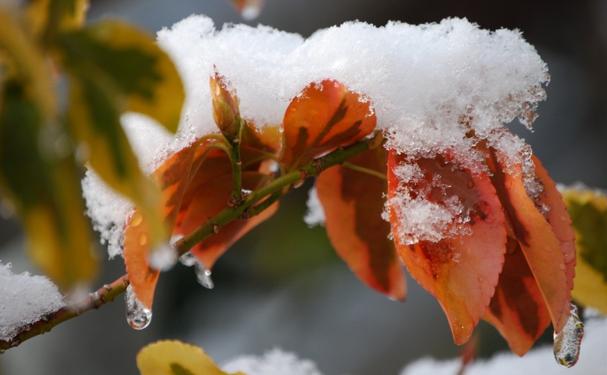 Немного дождя и снега прогнозируют в Сахалинской области 9 ноября