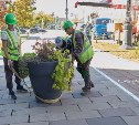 Цветы вернутся весной: в Южно-Сахалинске убирают на хранение около 200 кашпо и вазонов
