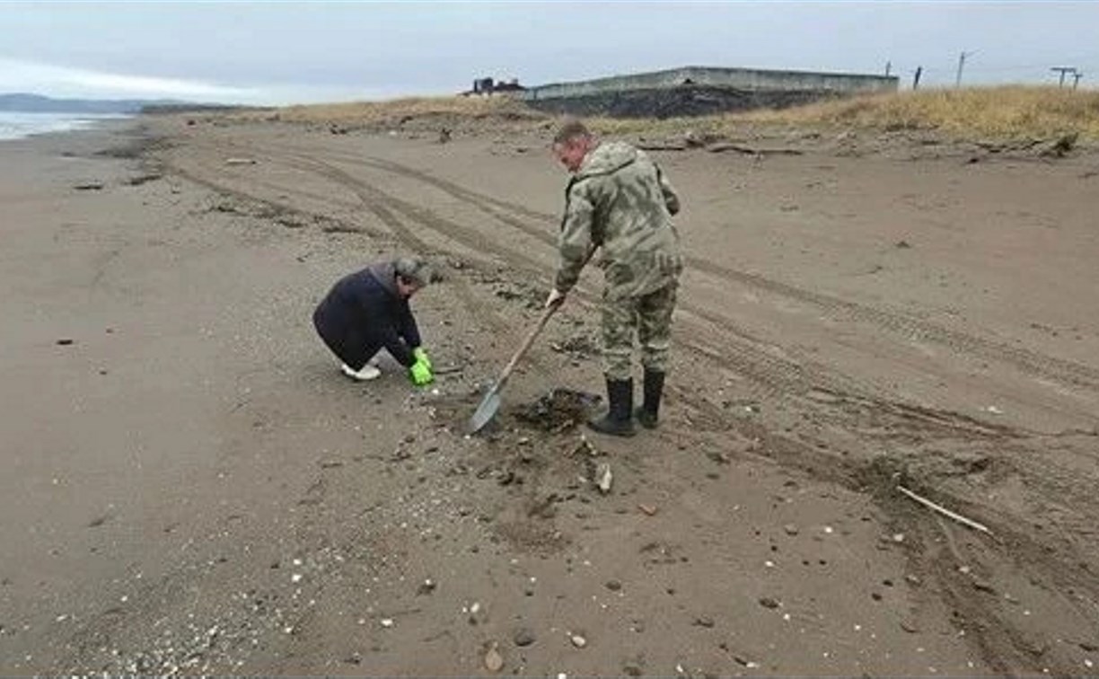 Более 3 тонн загрязненного песка собрали у села Пензенского на Сахалине