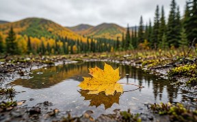 Общество