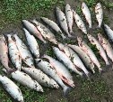Рыбака с сачком поймали за выловом 24 хвостов горбуши и выписали штраф