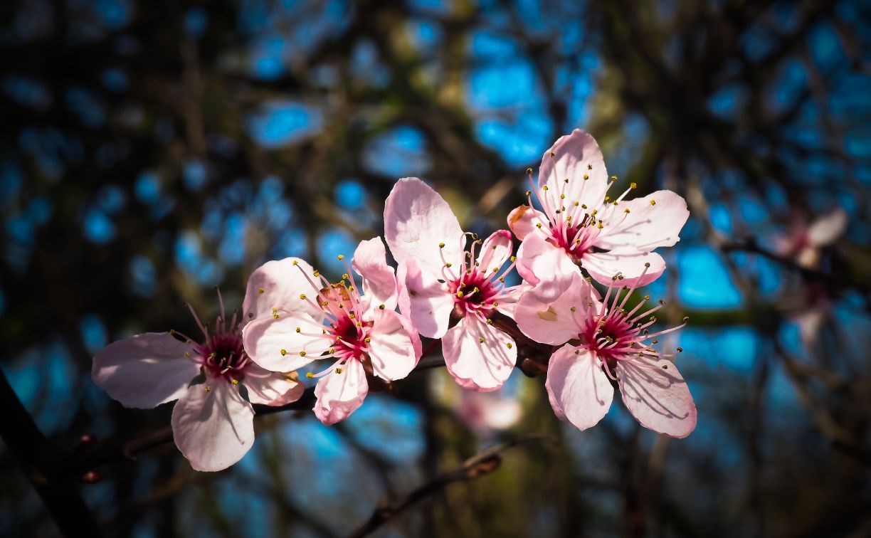 Иммунолог дала советы аллергикам по подготовке к весне