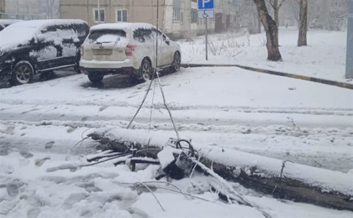 Дерево упало на автомобиль в Южно-Сахалинске