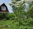 Россиянам назвали самые опасные сорняки на даче