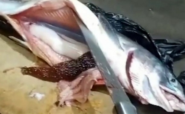 "Фукусимовская, что ли": сахалинский рыбак поймал горбушу-гермафродита 
