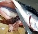 "Фукусимовская, что ли": сахалинский рыбак поймал горбушу-гермафродита 