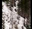 Сахалинец снял на видео медведицу с медвежатами на снежных склонах Холмского перевала