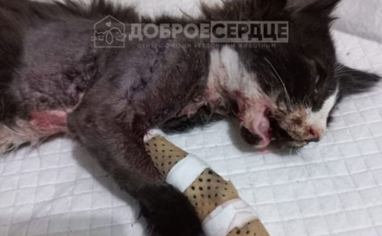 Собрали нижнюю челюсть: изуродованный живодёрами котёнок перенёс сложную операцию в Южно-Сахалинске
