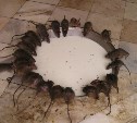 Очевидцы: у крыс в Корсакове выработался иммунитет к отраве