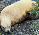 Первых сивучей начали замечать на лежбище в столице Камчатки