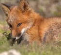 Очень милое видео: лиса принесла потомство в сахалинском совхозе "Тепличный" 