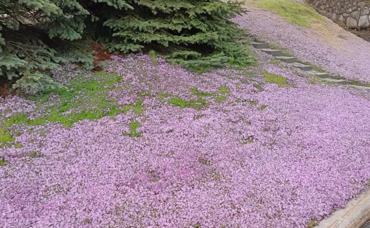 "Найди бурундука": южносахалинец снял зверька в поле цветов около "Гидростроя"
