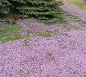 "Найди бурундука": южносахалинец снял зверька в поле цветов около "Гидростроя"