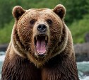 Больше трёхсот медведей бродят вблизи трёх городов на Камчатке