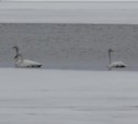 На Сахалин прилетели лебеди (ФОТО)