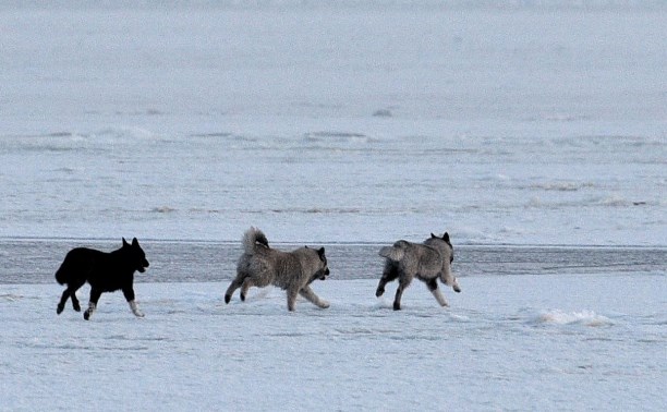 Собаки, которых уносило на льдине в море на Сахалине, сами выбрались на берег