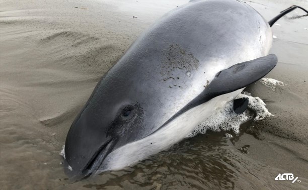 Мёртвого дельфина и раненого лебедя нашли на берегу моря в Стародубском