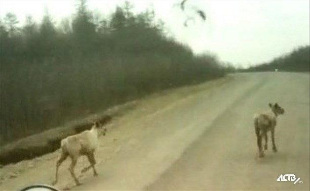 Северные олени бегают по дороге в Ногликском районе