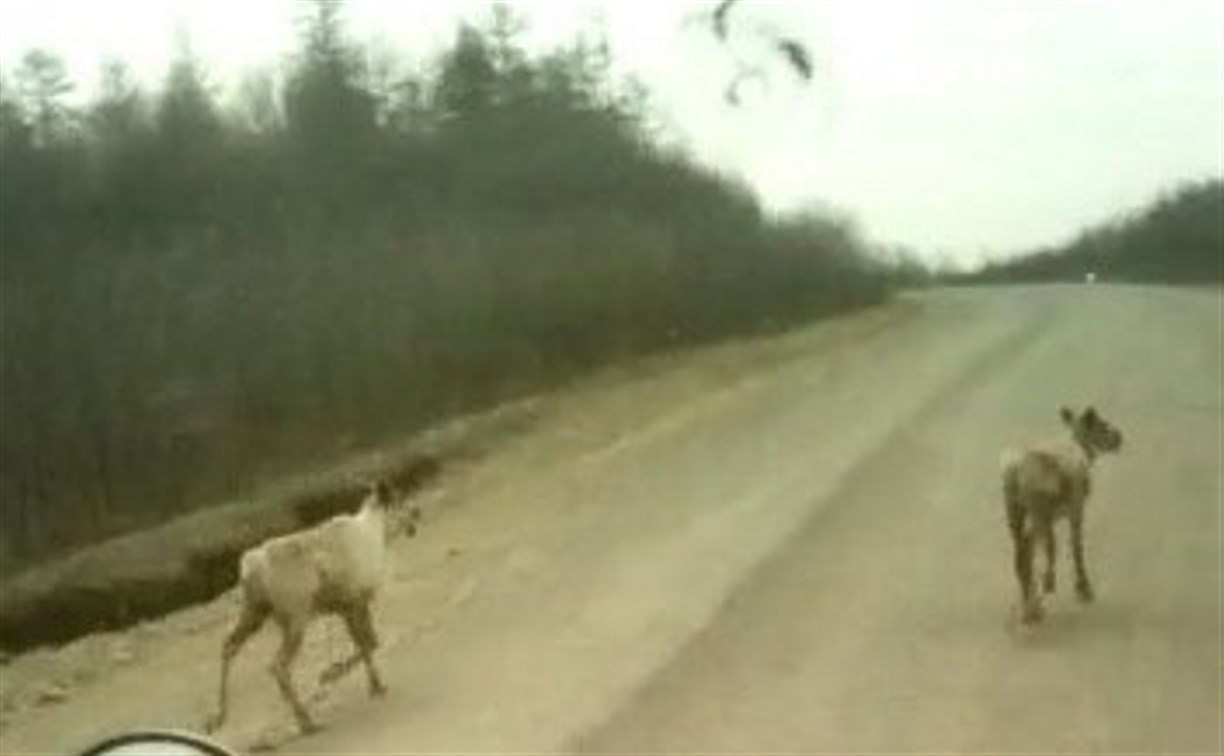 Северные олени бегают по дороге в Ногликском районе