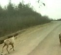 Северные олени бегают по дороге в Ногликском районе