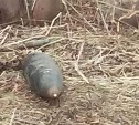 Артиллерийский снаряд обнаружили при сносе дома в Аниве